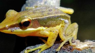 Black rain frog: The bizarre, grumpy-faced amphibian that's terrible at  jumping and swimming