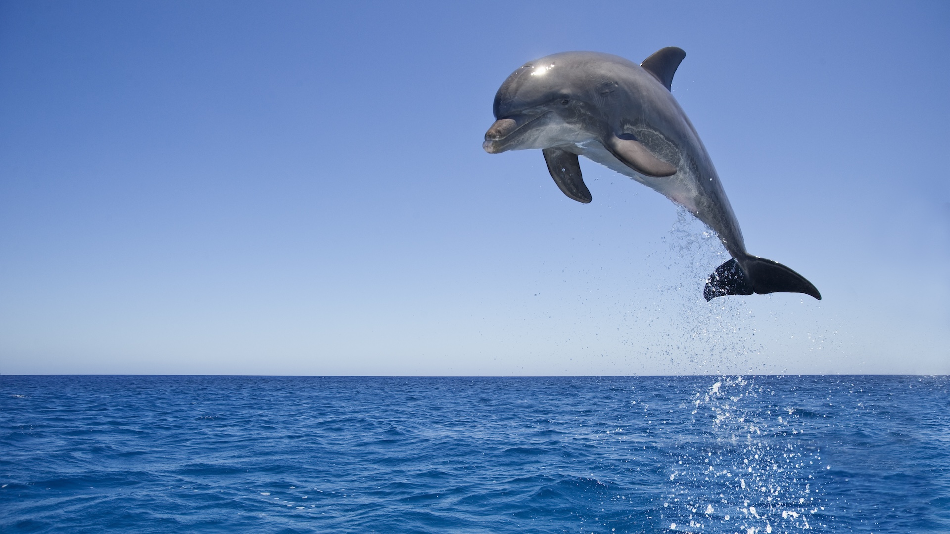 A bottlenose dolphin leaps from the water