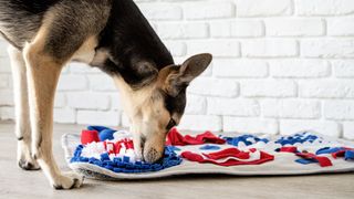 Mixed breed dog sniffing a snuffle mat