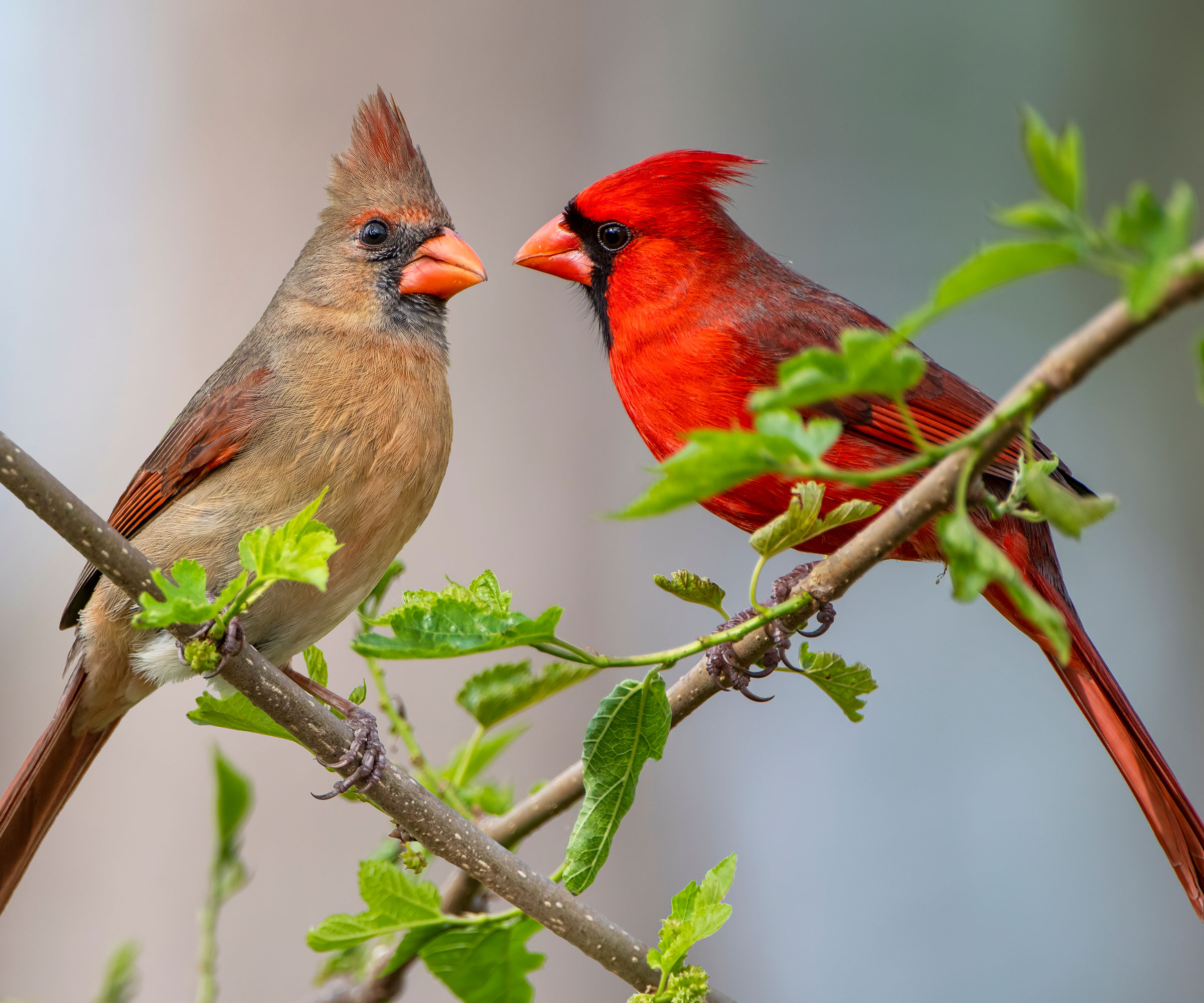 male and female cardinals sitting on tree branches