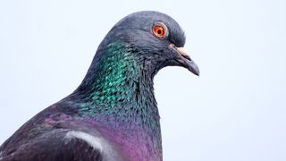 A pigeon poses against a light-colored backdrop.