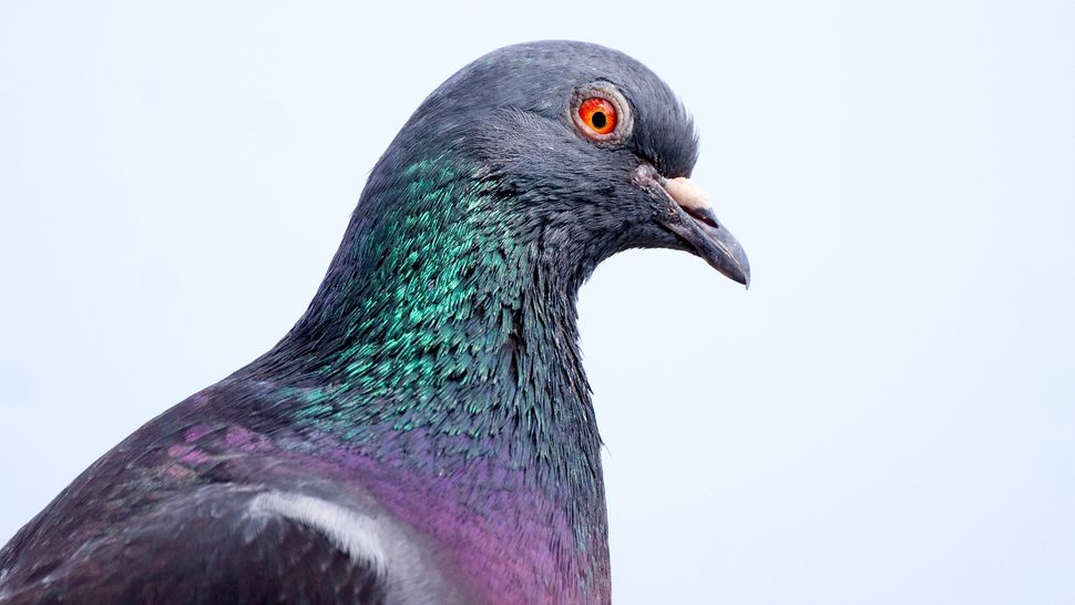 Why Do Pigeons Bob Their Heads?