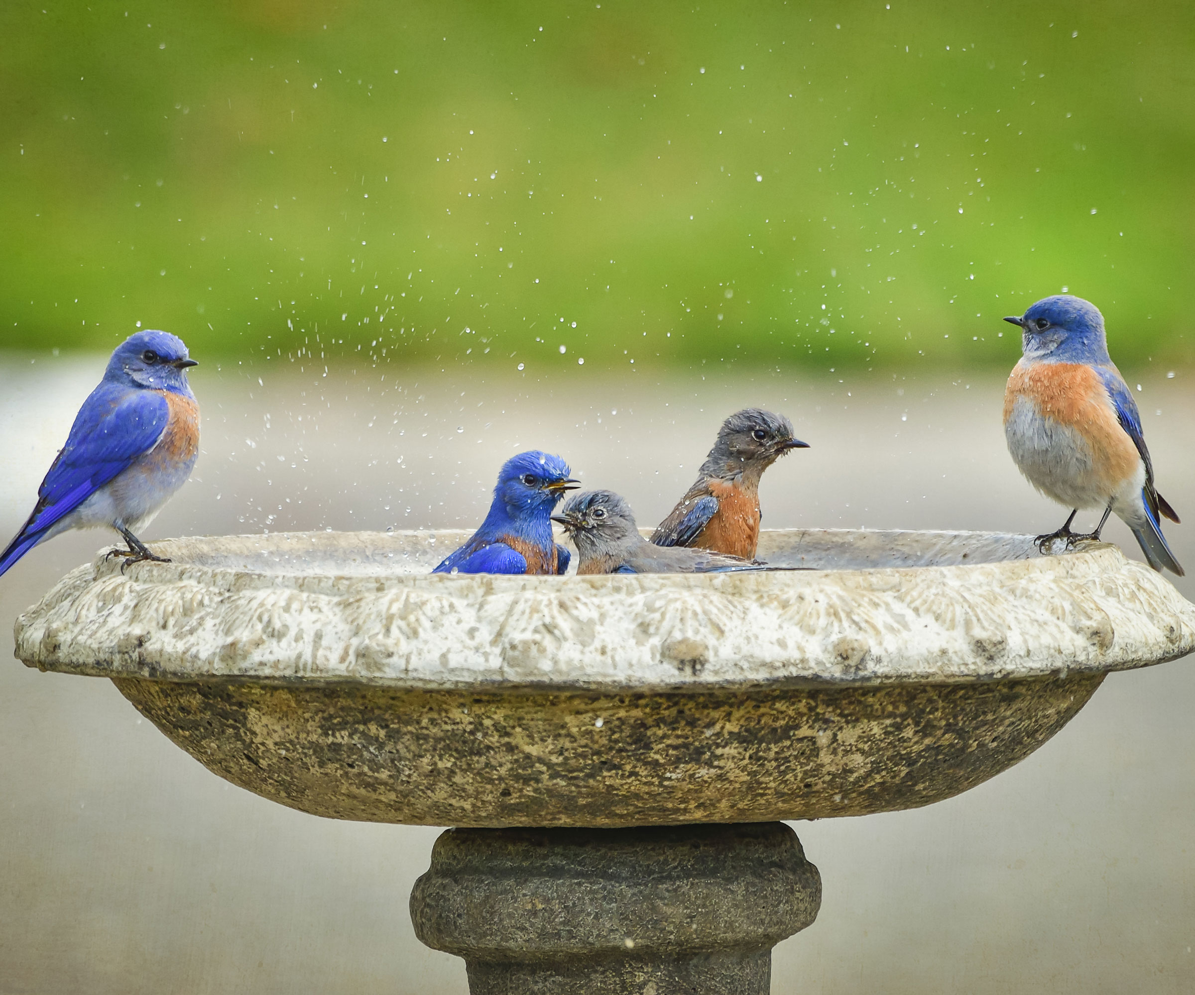 western bluebirds playing in bird bath