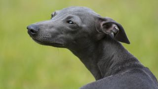 Italian greyhound headshot