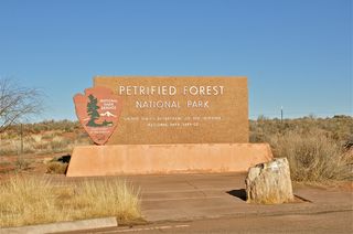 petrified forest national park, fossils