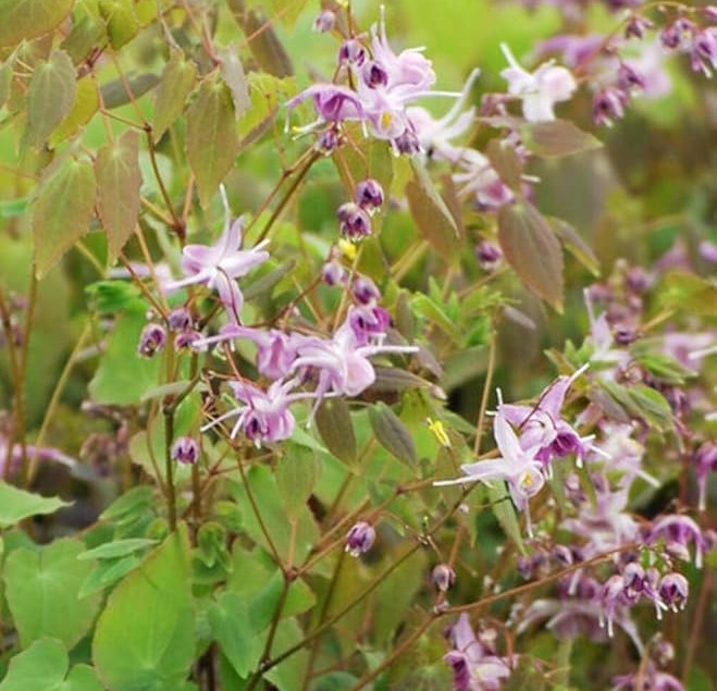 Perennial Farm Marketplace Epimedium g. 'Lilafee' (Barrenwort) 