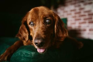 A dog with a swollen eye and clouding of the lens.