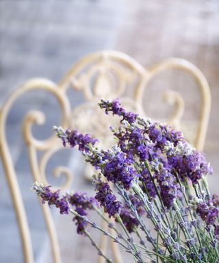 Lavender stems on table, with metal garden chair in background
