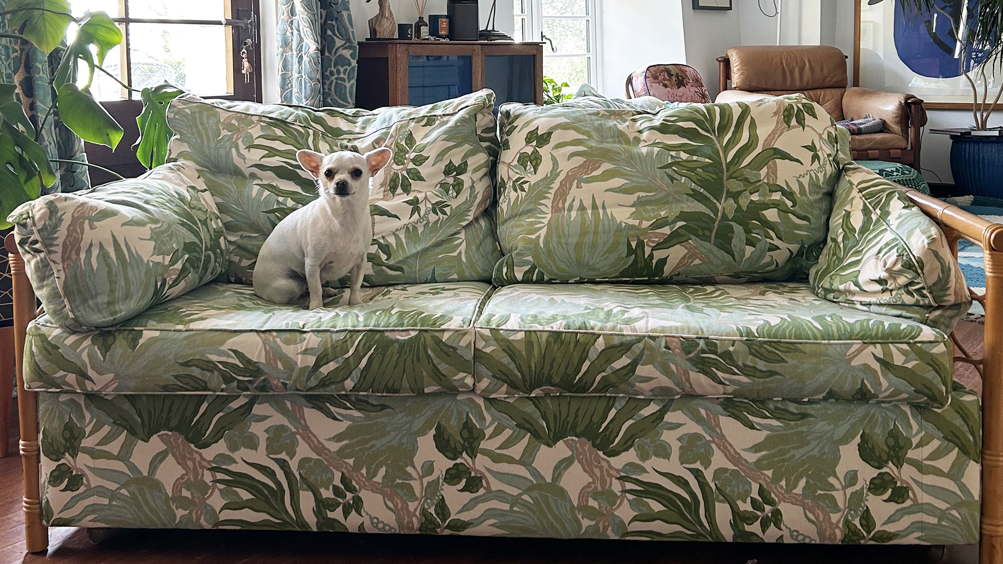 tropical print sofa with a small white dog on it
