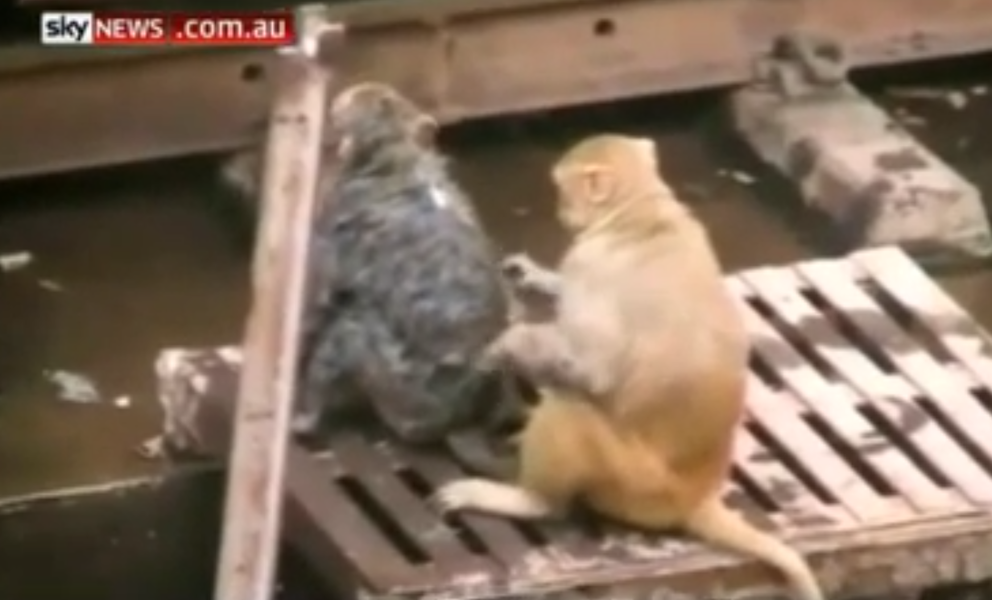 Monkey hailed as a hero after saving another monkey&amp;#039;s life