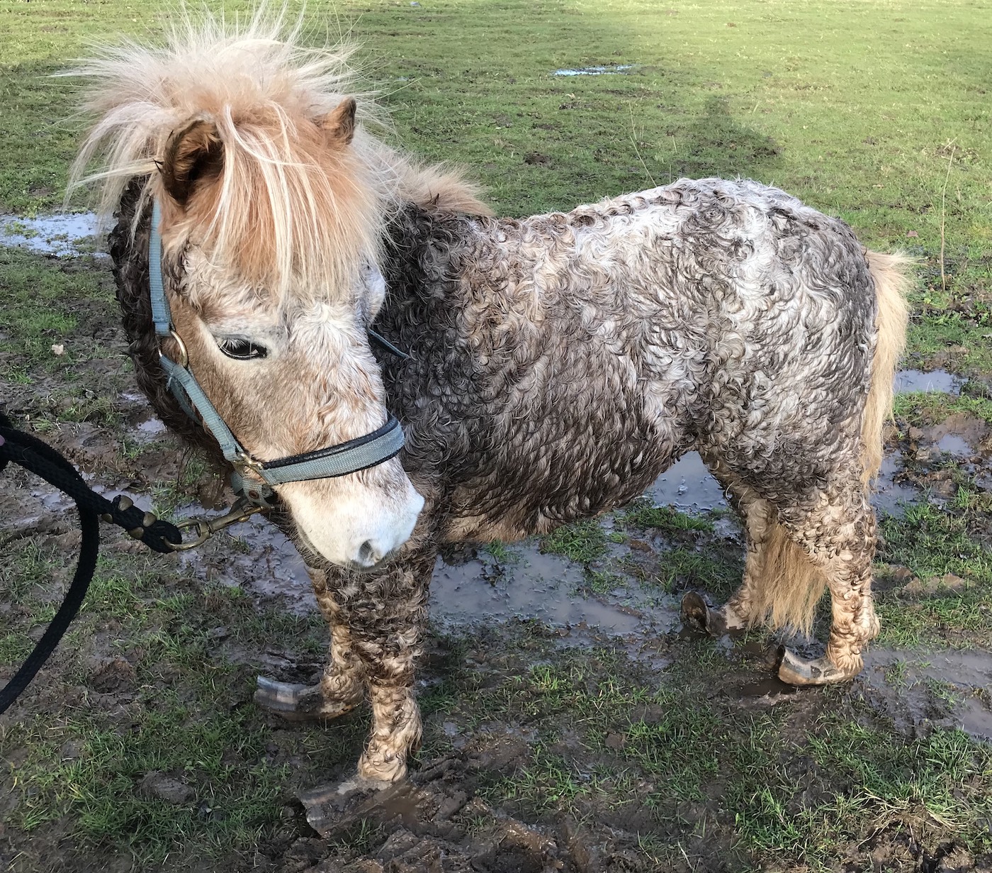Shetland ponies rescued