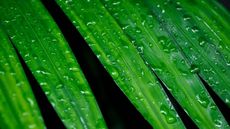 Close up of vibrant green Christmas tree palm leaf with water droplets on it, on black background