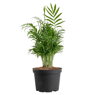 A potted parlor palm in a black planter