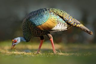 Ocellated turkeys munch on vegetation (such as flowers and leaves), nuts, insects, fruits and roots.