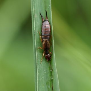 Earwig in a vegetable garden