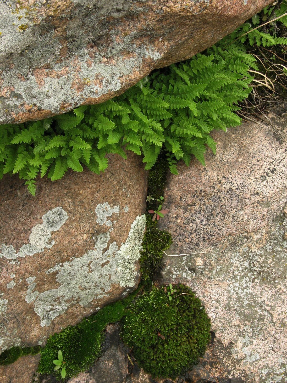 crevice plant