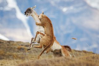 "It's a rare treat to see a puma hunting right in front of you" &ndash; third major award for unusual photo of female puma attempting to catch a guanaco... but failing
