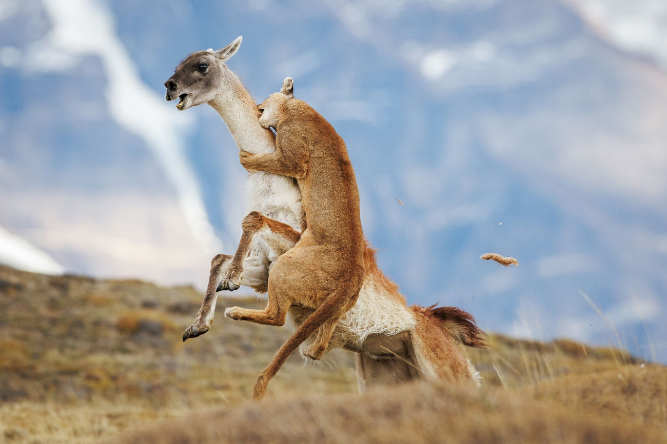 A puma attacking a guanaco in a mountainous landscape