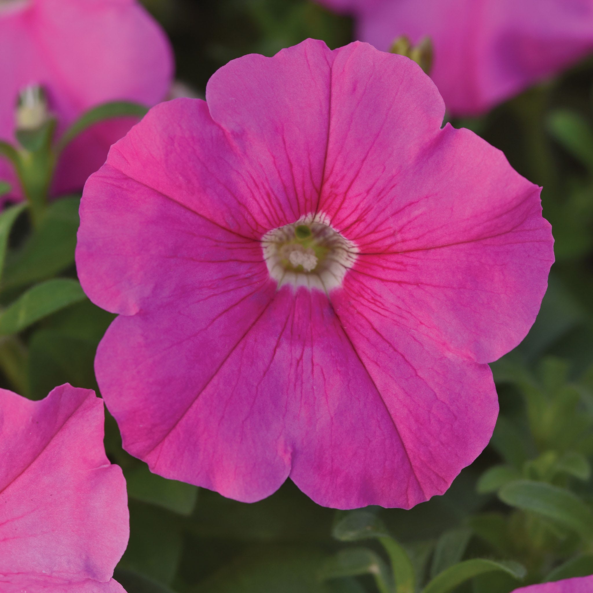 Pinkie Pop Petunia Seeds &amp;amp; Plants