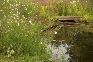 wildflower meadow surrounding a natural pond