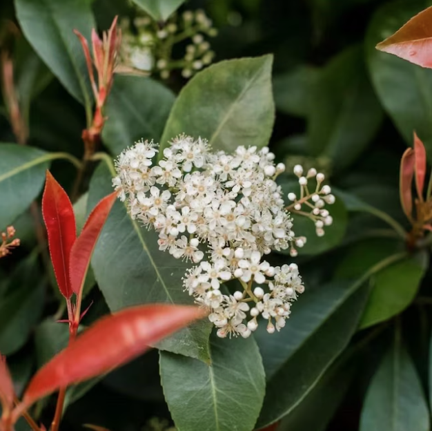 Red Tip Photinia Shrub