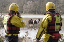 RSPCA_floods.jpg