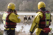 RSPCA_floods.jpg