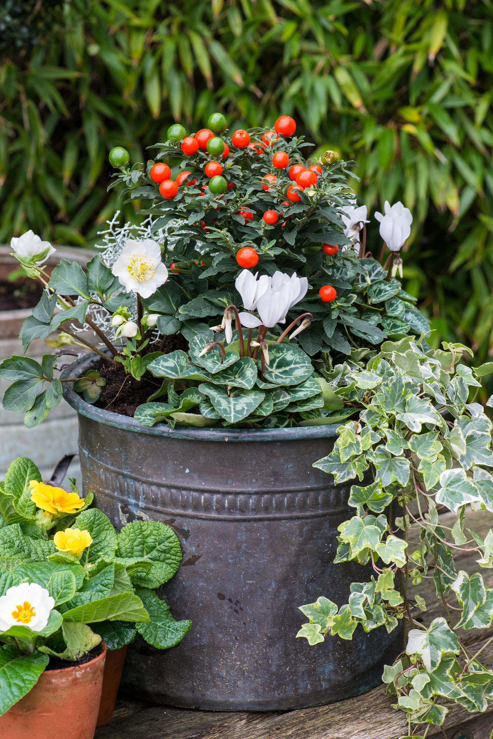 Best Christmas plants and flowers: 13 buys for home or gifts | Homes ...