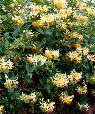 yellow colored flowers of a honeysuckle growing over a wall