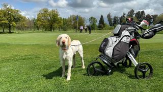 Dog on golf course