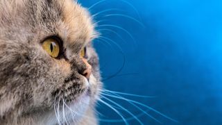 Doll face persian cat in profile