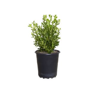 Japanese Boxwood