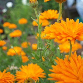 marigolds flowers garden