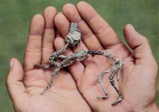 A Mussaurus patagonicus hatchling was so small that it fits in a person's hands.