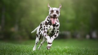 Dalmatian running towards camera