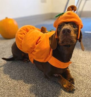 Halloween dog photoshoot