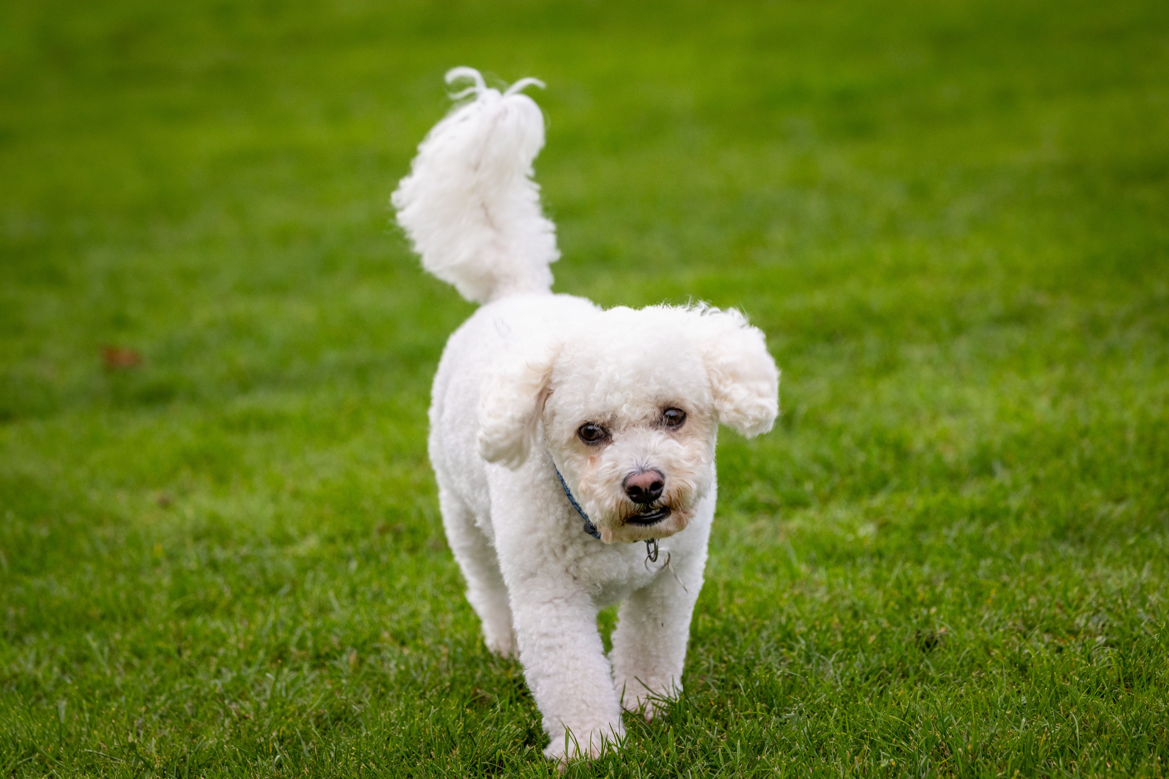 Canon Pre-Continuous Shooting mode