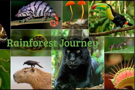 Class Tech Tips: Life Science Curriculum: Rainforest Journey from EdTechLens