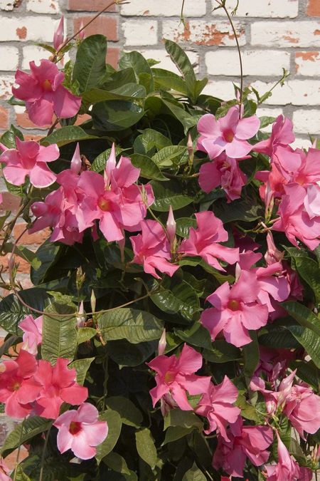 Pink Flowered Mandevilla Vines