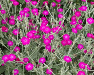 Vivid pink flowers of rose campion