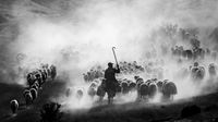 Black and white image of a shepherd on horseback guiding a large flock of sheep through a dusty, mountainous landscape