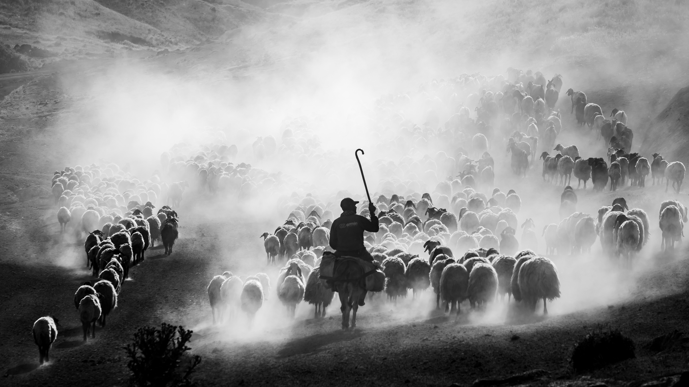 Black and white image of a shepherd on horseback guiding a large flock of sheep through a dusty, mountainous landscape
