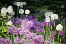 Alliums blooming in a garden