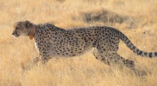 Wild Cheetah Wearing GPS Collar