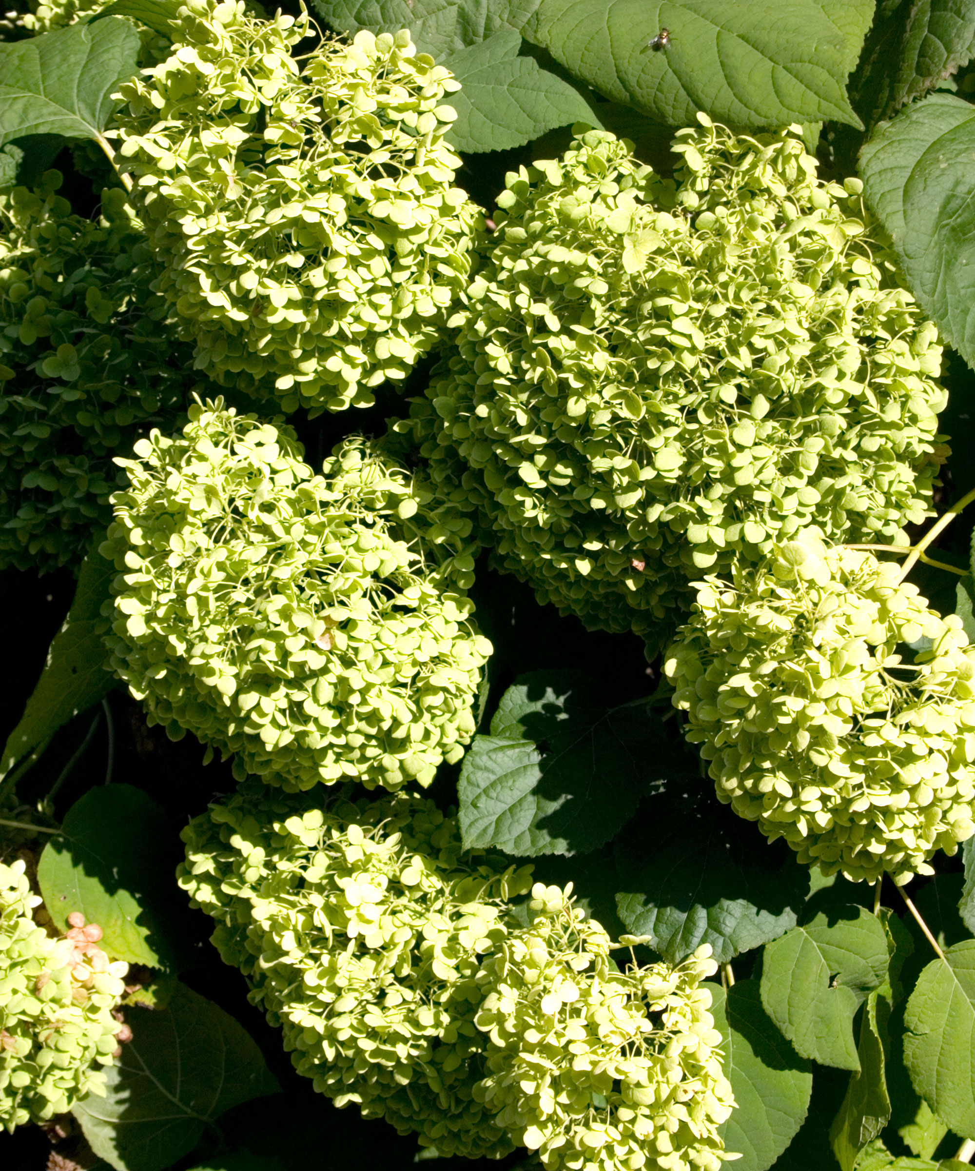 Green hydrangea bush with blooms. St Paul Minnesota USA