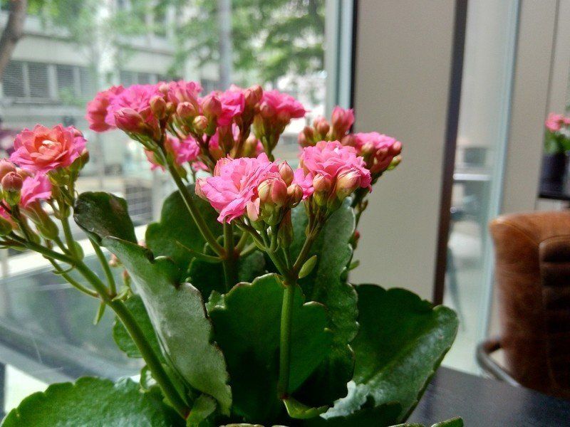Nokia 3.1 photo sample