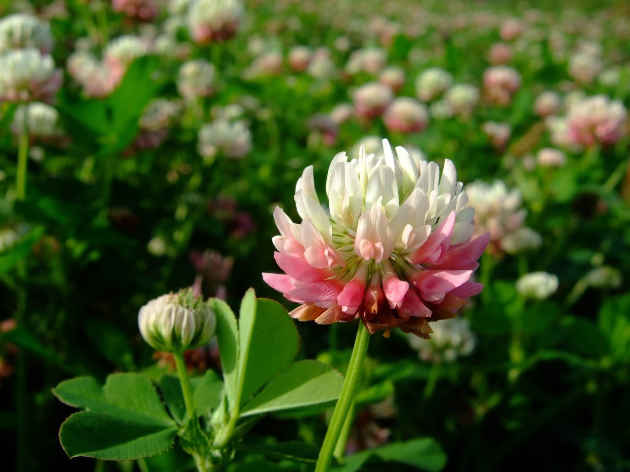 Field of Alsike Clover Plants