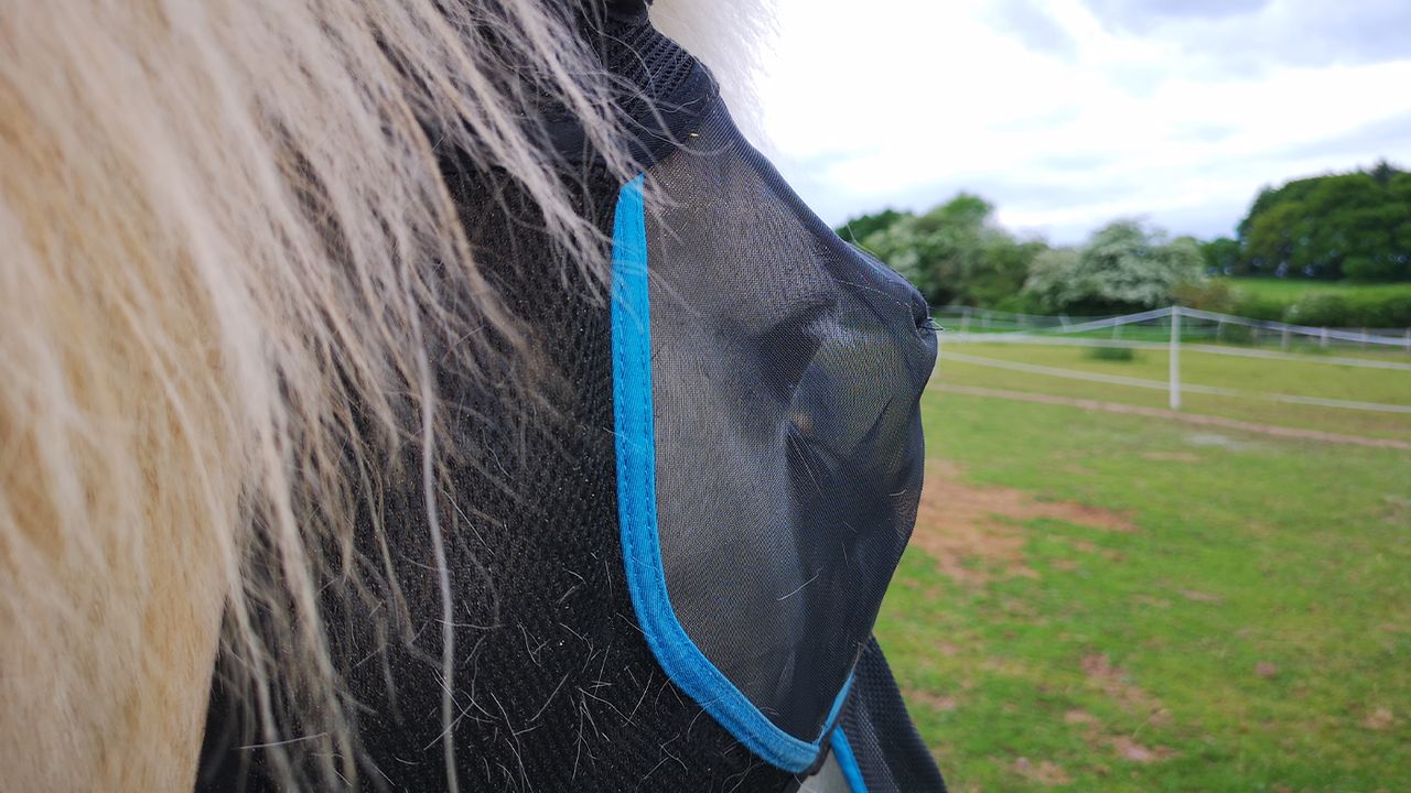 Woof Wear fly mask for horses showing mesh eye clearance