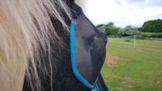 Woof Wear fly mask for horses showing mesh eye clearance
