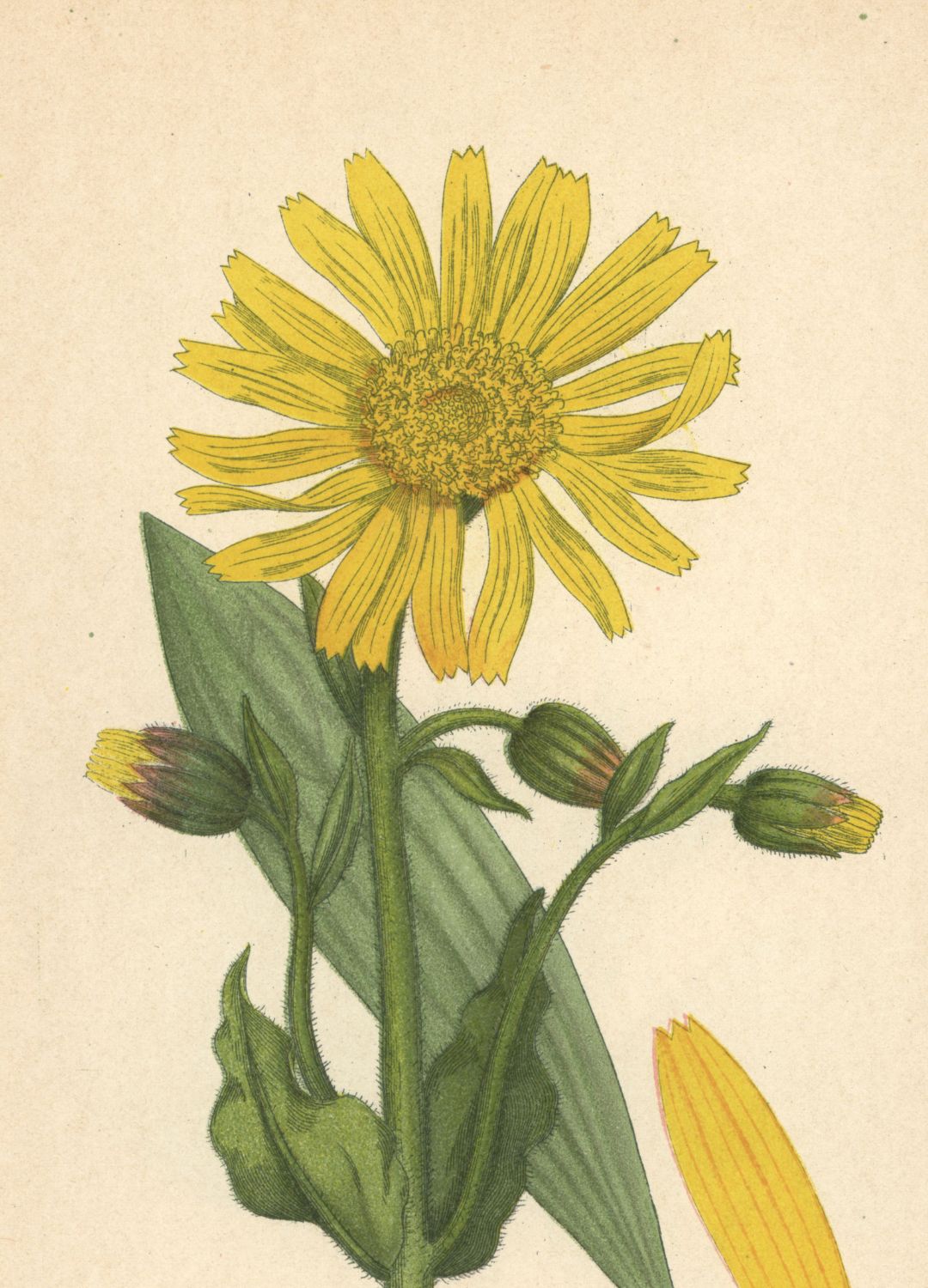 Mountain Arnica